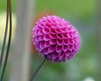 /album/fotogalerie-rostliny/flowers-macro-dahlias-pink-jpg1/